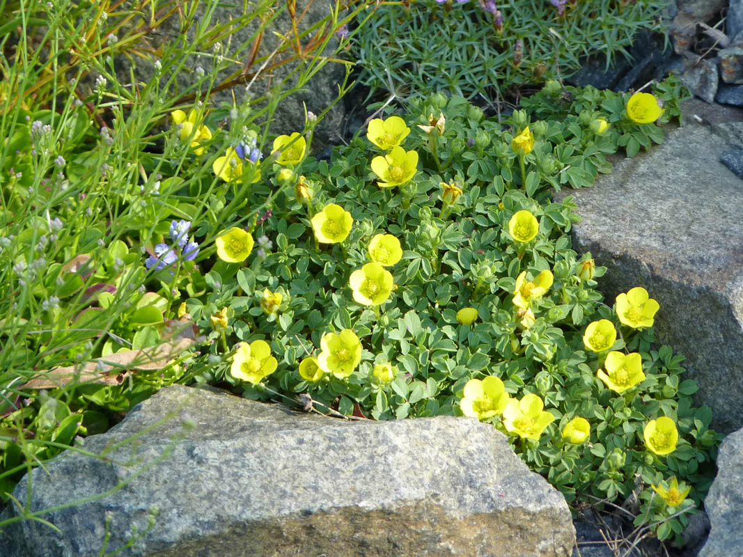 Potentilla cuneata photo